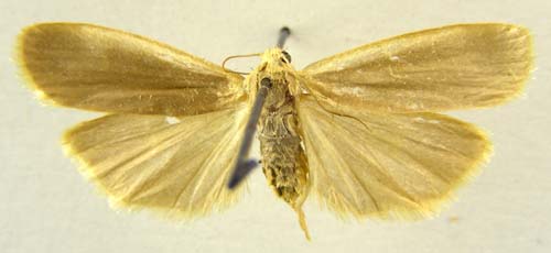 Manulea affineola, female upperside, color image