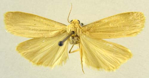 Manulea affineola, male upperside, color image