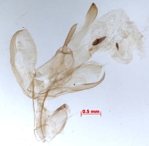 Manulea complana, male genitalia, image