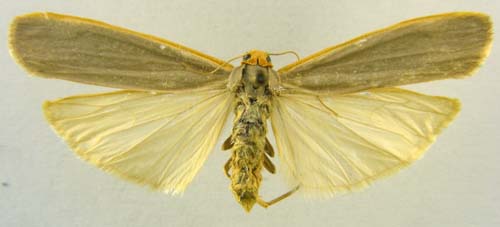 Manulea costalis, female upperside, color image