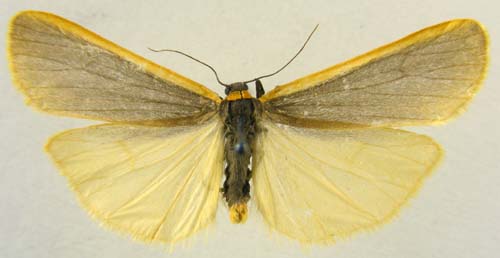 Manulea debilis, male upperside, color image