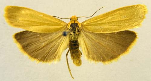 Manulea flavociliata, male upperside, color image