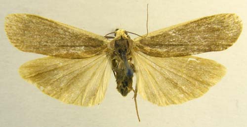 Manulea kansuensis, female upperside, color image