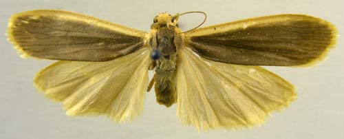 Manulea nankingica, female upperside, color image