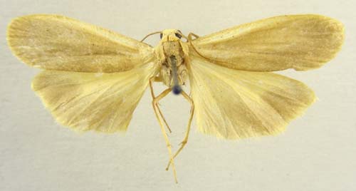 Manulea nankingica, male upperside, color image