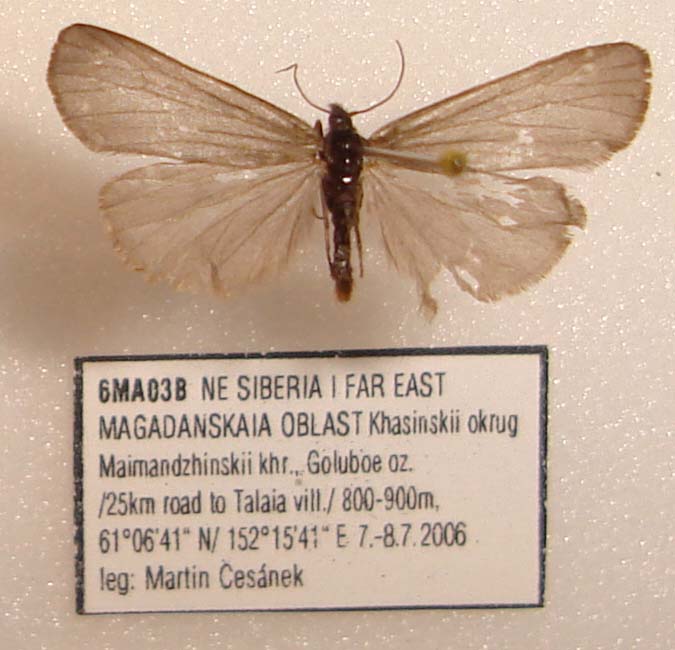 Manulea vakulenkoi, male upperside, color image