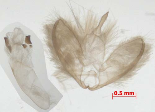 Manulea omelkoi, male genitalia, image