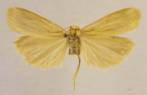 Manulea omelkoi, male upperside, color image