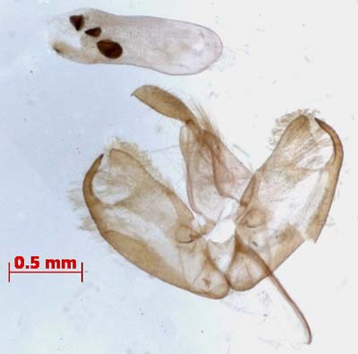 Manulea pygmaeola, male genitalia, image