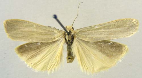 Manulea pygmaeola pallifrons, male upperside, color image