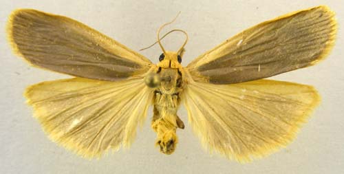 Manulea ussurica, male upperside, color image