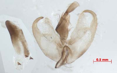 Manulea vakulenkoi, male genitalia, image