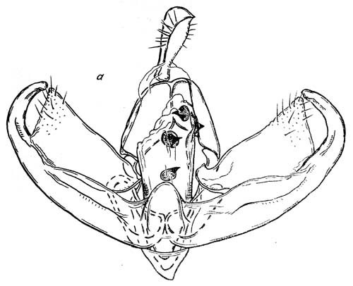 Manulea vakulenkoi, male genitalia, image