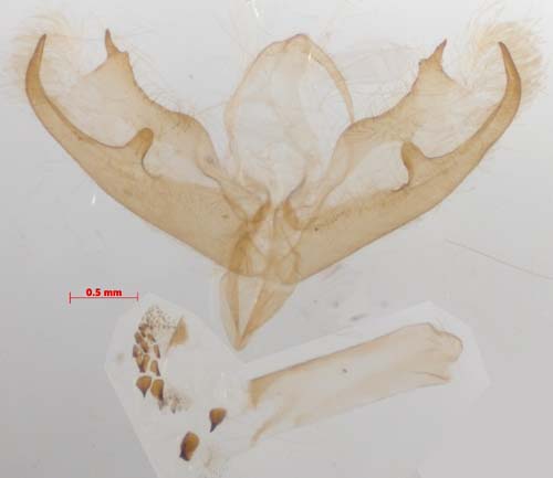 Melanaema venata, male genitalia, image