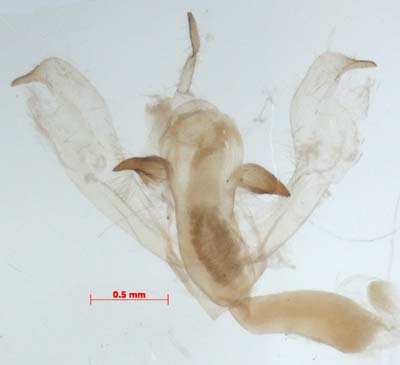 Nudaria mundana, male genitalia, image