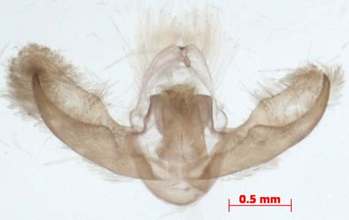 Paidia conjuncta, male genitalia, image