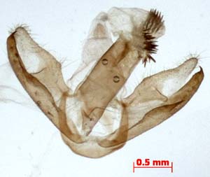 Paidia rica, male genitalia, image