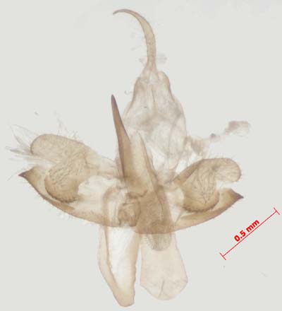 Pelosia obtusa, male genitalia, image