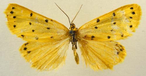 Setina aurata, male upperside, color image