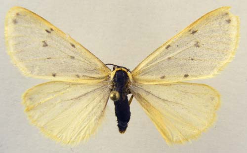 Setina irrorella insignata, male upperside, color image