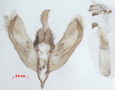 Setina roscida, male genitalia, image