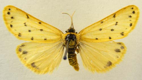 Setina roscida, male upperside, color image