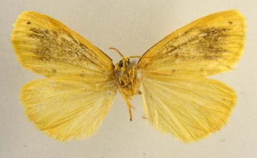 Stigmatophora flava, male underside, color image