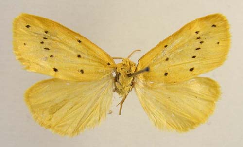 Stigmatophora flava, male upperside, color image