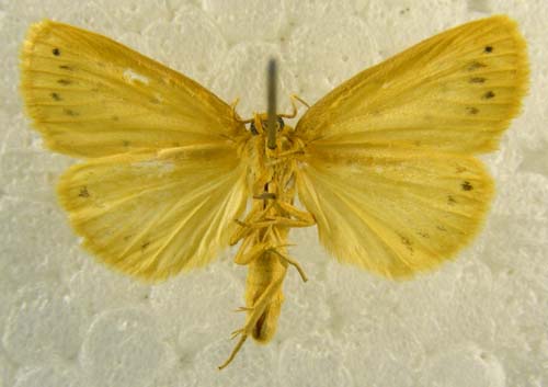 Stigmatophora leacrita, male underside, color image