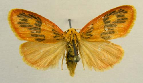 Stigmatophora rhodophila, male upperside, color image