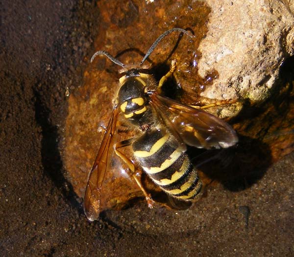 Dolichovespula media, photo