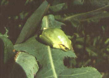 Hyla arborea, color photo