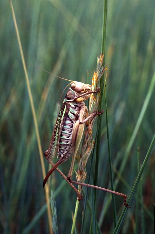 Gampsocleis sedakovii,  