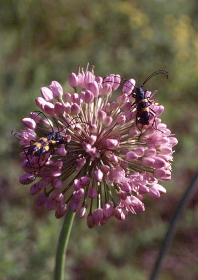 Polyzonus fasciatus, color photo