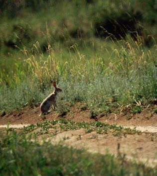 Lepus capensis, color photo