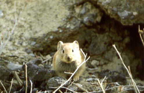 Ochotona rufescens,  