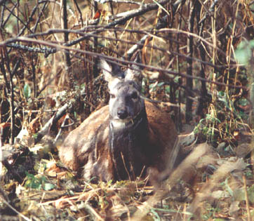 Moschus moschiferus, color photo