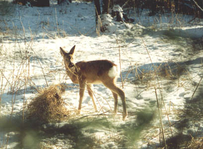 Capreolus pygargus, color photo