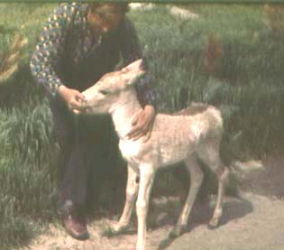 young animal of Equus hemionus, color photo