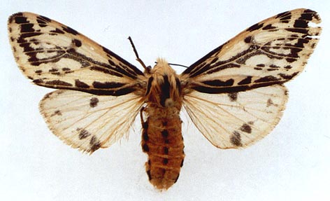 Alphaea melanostigma, color image