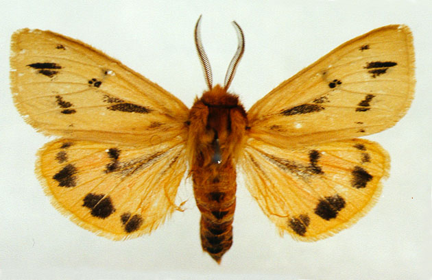 male, color image