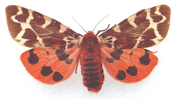 Arctia caja kamtschadalis, color image