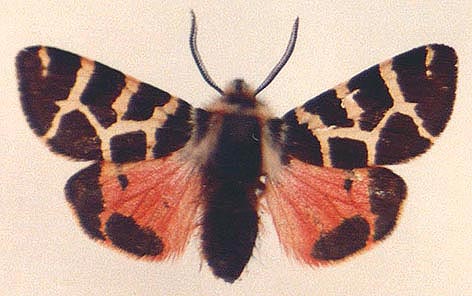 Artimelia latreillii, color image