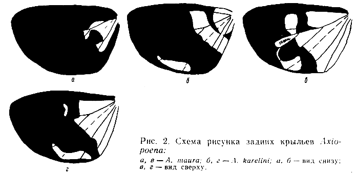 Axiopoena, hind wing pattern