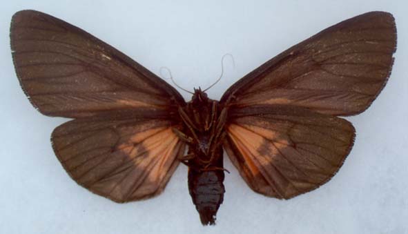 Axiopoena maura, underside, color image