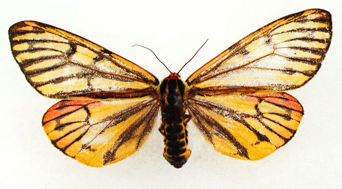 Borearctia menetriesii, color image