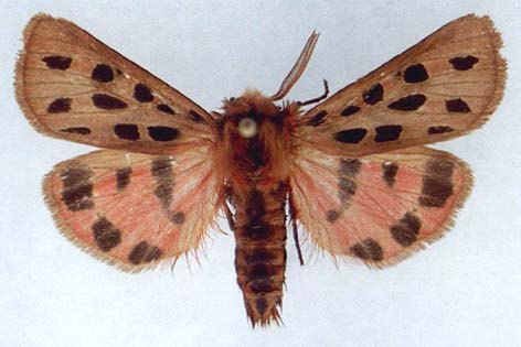 Chelis maculosa arragonensis, color image