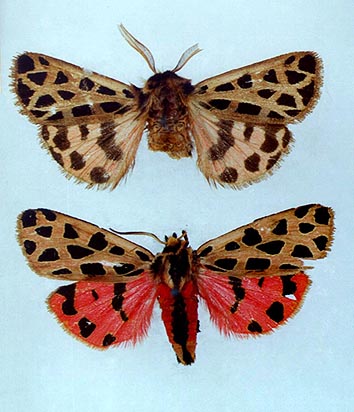 Chelis maculosa mannerheimi, color image