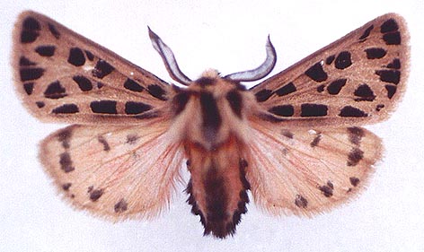 Chelis reticulata reticulata, color image