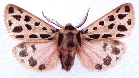 Chelis reticulata sultana, color image